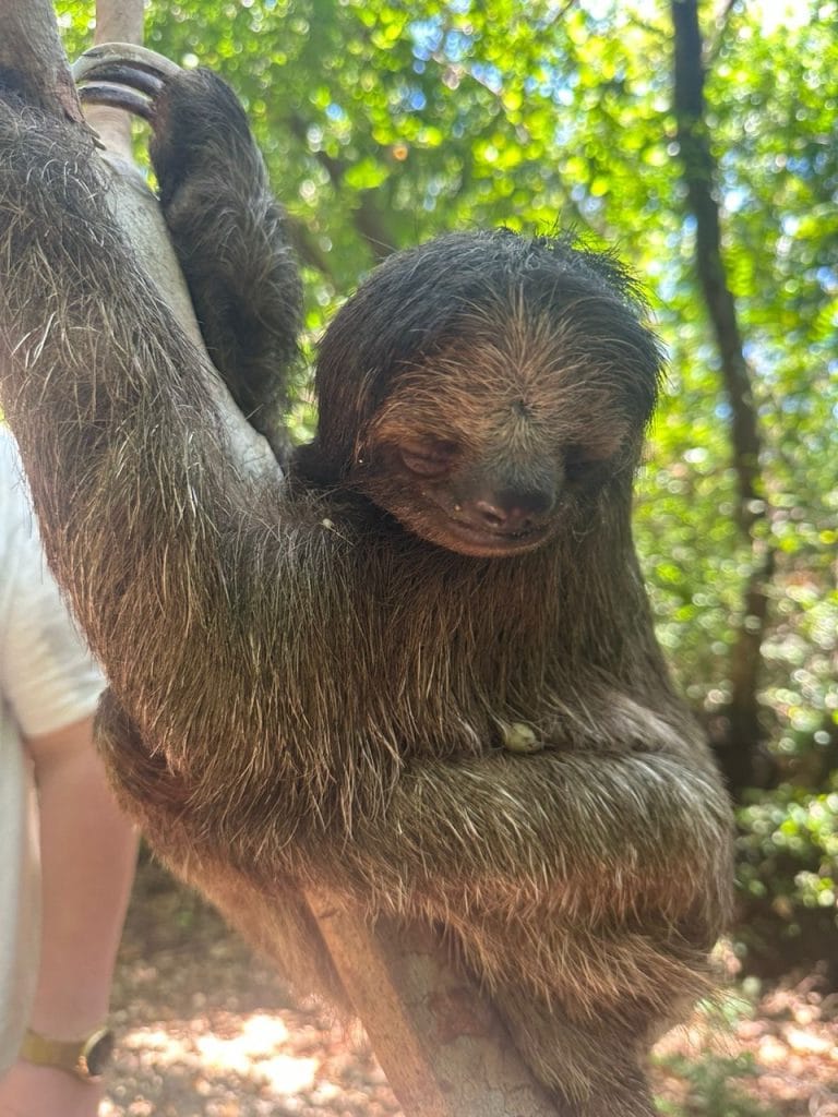 3da788f6-d4bb-4261-969f-c3c397556342 Large